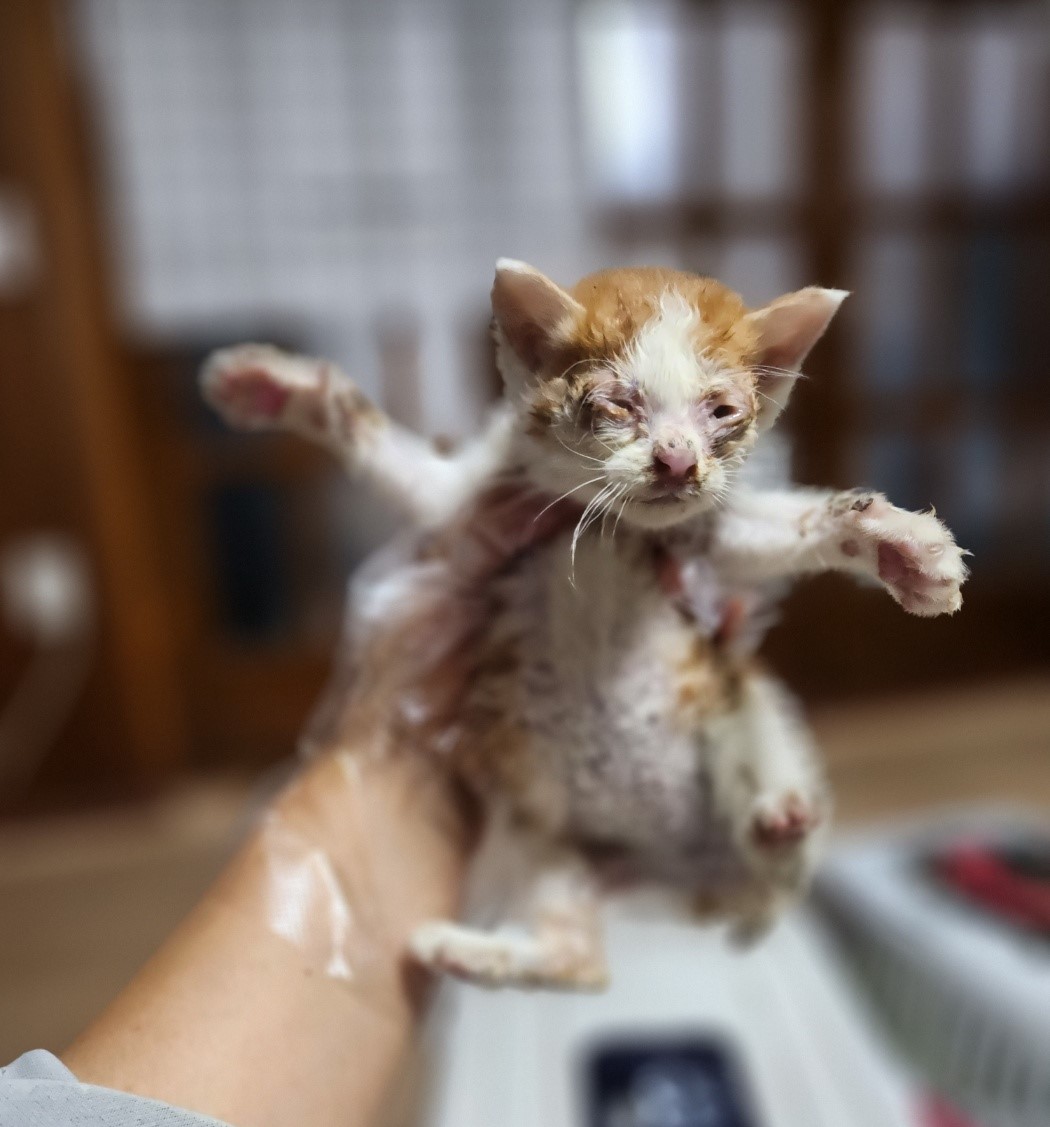 울산유기동물보호센터_431369202300729